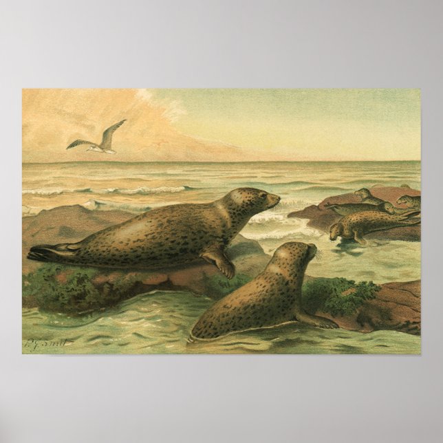 Póster Focas-Leopardo, Animais Aquáticos Antigos Vida Mar (Frente)
