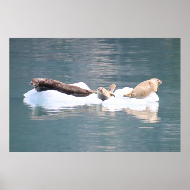 Poster Focos no gelo (Frente)