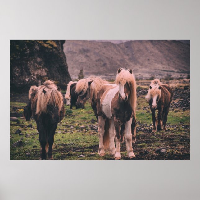 POSTER FOCUS FOTOGRAFIA DE CAVALOS (Frente)