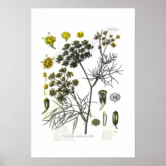Póster Foeniculum capilaceum (funcho) (Frente)