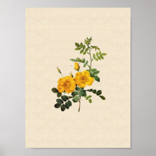 Póster Foetida de Rosa