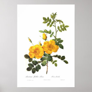Poster Foetida de Rosa