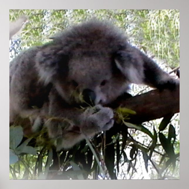 Póster Fofinho Koala (Frente)