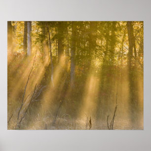 Poster Foggy Sunrise em Tamarac NWR perto dos Lagos Detro