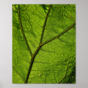 Poster Folha de Borboleta Verde