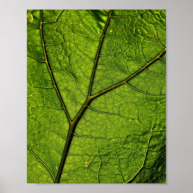 Poster Folha de Borboleta Verde (Frente)