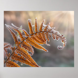 Poster Folha de Fern com gelo gelado numa natureza fria d