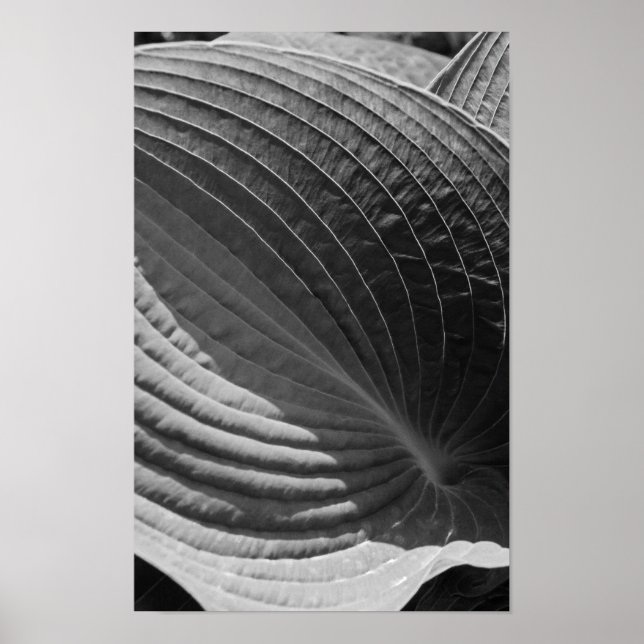 Poster Folha de Hosta Preta e Branca (Frente)