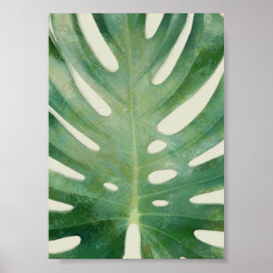 Poster Folha de Monstera