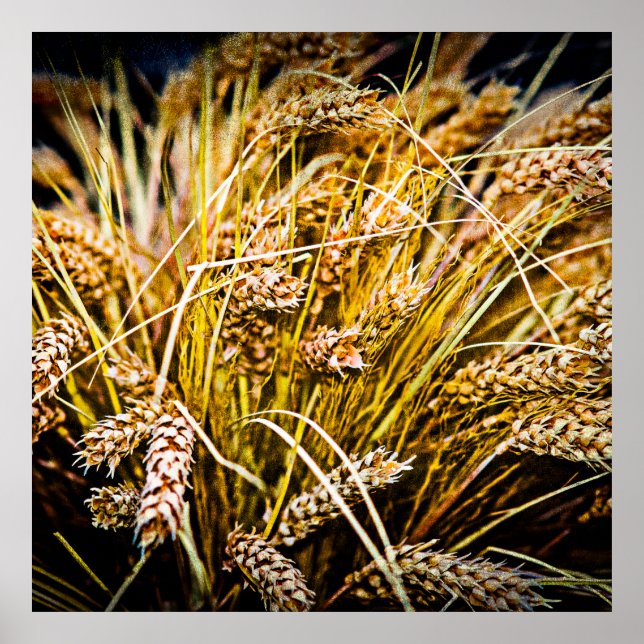 Póster Folha De Trigo - Obrigado (Frente)