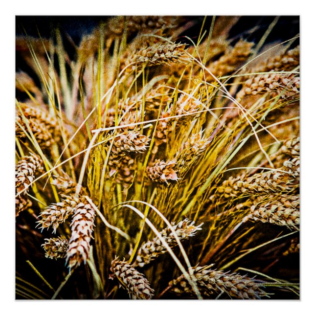 Póster Folha De Trigo - Obrigado (Frente)