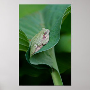 Poster Folha e sapo verdes do Hosta