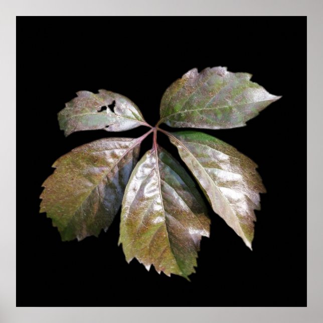 Póster folha enferrujada (Frente)