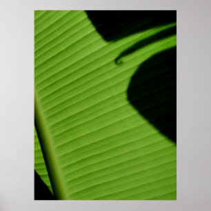 Poster Folha havaiana da banana