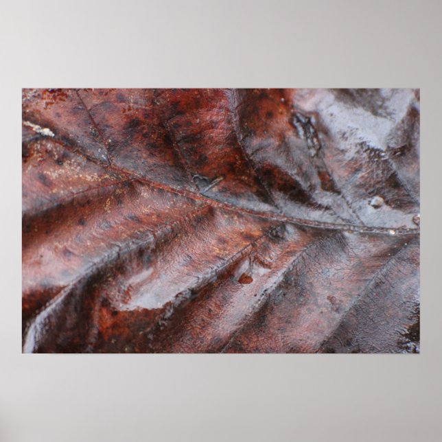 Póster Folha Molhada (Frente)