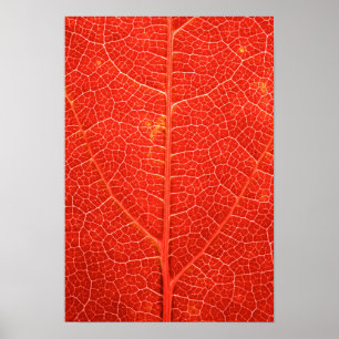 Poster Folha outonal