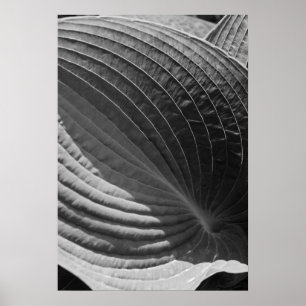 Poster Folha preto e branco do Hosta