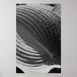 Poster Folha preto e branco do Hosta