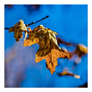 Póster Folha seca de carvalho - A primavera não está long