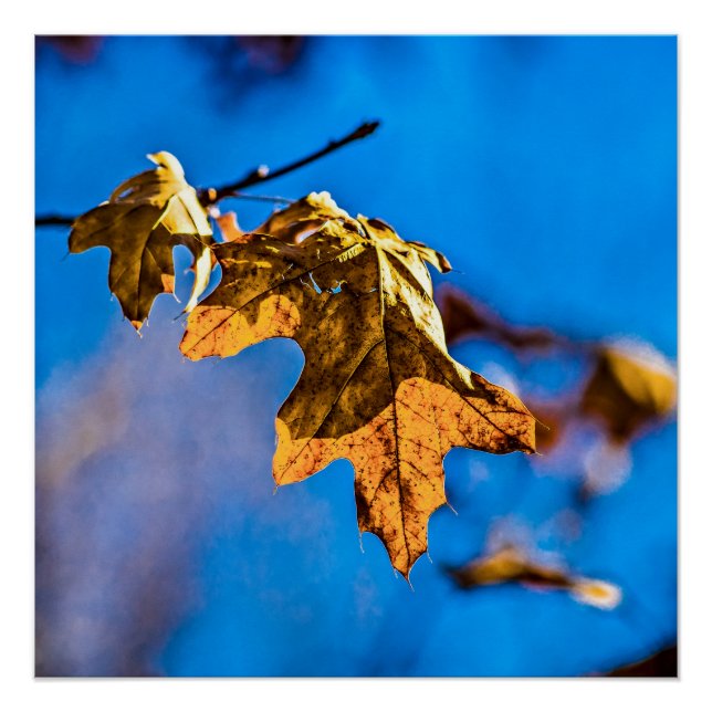 Póster Folha seca de carvalho - A primavera não está long (Frente)