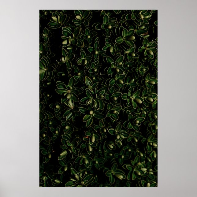 Poster Folha verde (Frente)