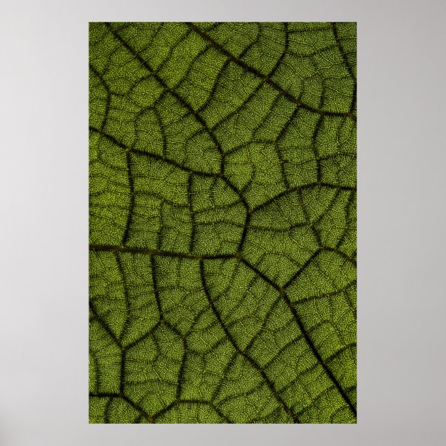 Poster Folha verde (Frente)