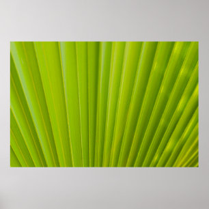 Poster Folha verde