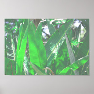 Poster Folha verde de bananeiras folhas pastosas