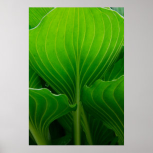 Póster Folha verde do Hosta