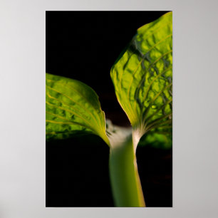 Póster Folha verde do Hosta no preto