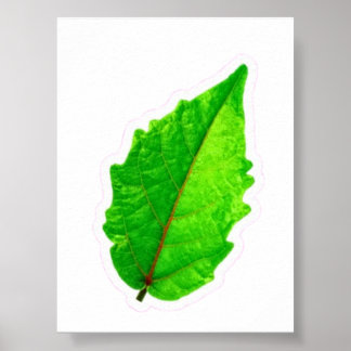 Poster Folha Verde Tropical Exótica com Veias Vermelhas M