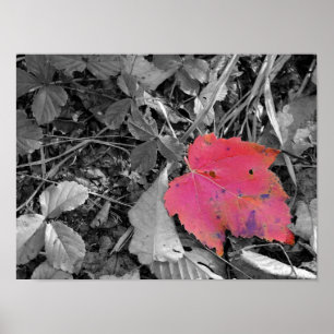 Poster Folha Vermelha Color Pop