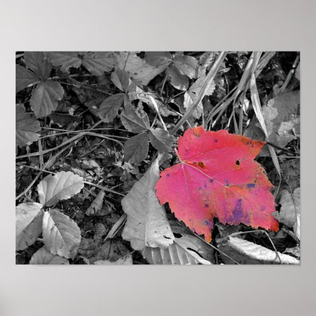 Poster Folha Vermelha Color Pop (Frente)