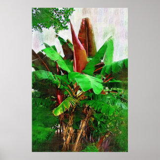 Póster Folhagem de bananeiras tropicais - Caminhe no Jard