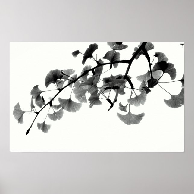 Póster Folhagem de Gingko Biloba em Preto e Branco (Frente)