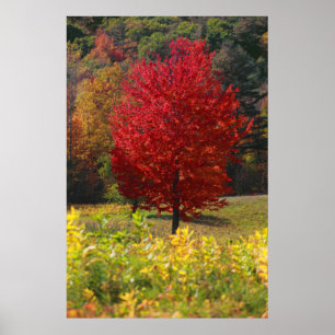 Poster Folhagem de outono