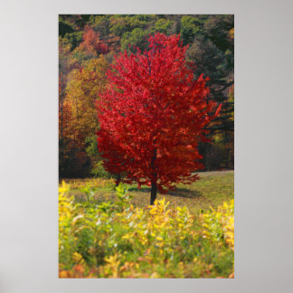 Poster Folhagem de outono