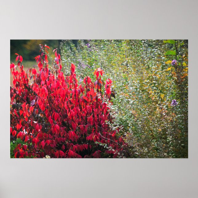 Poster Folhagem Vermelha e Verde (Frente)