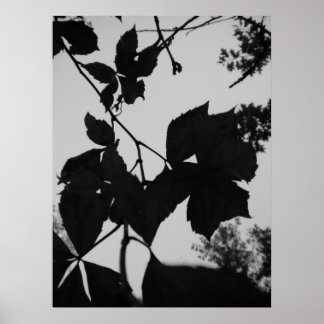 Póster Folhas