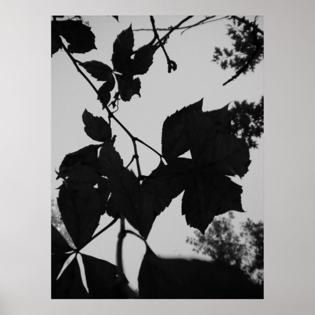 Póster Folhas (Frente)