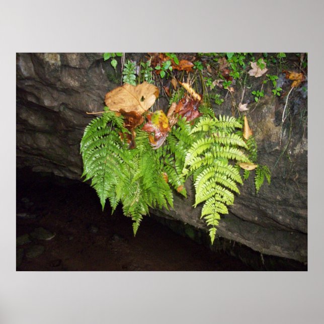 Poster Folhas (Frente)