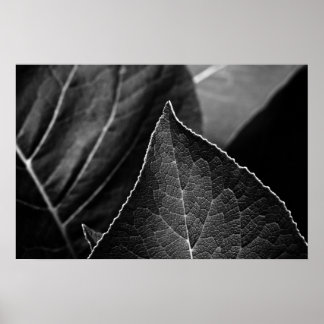 Poster folhas
