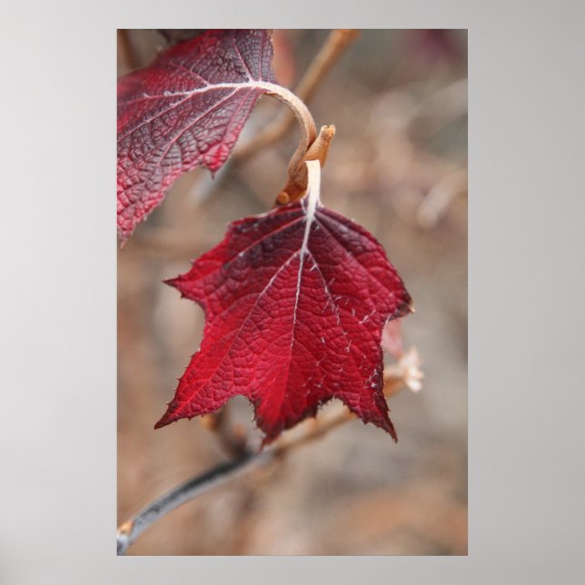 Póster Folhas (Frente)