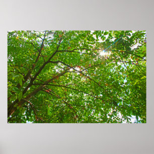 Poster Folhas
