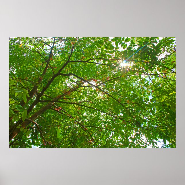 Poster Folhas (Frente)