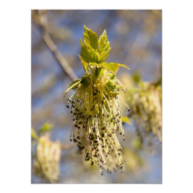 Póster Folhas bonitas em primavera (Frente)