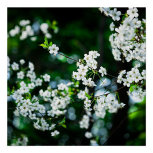 Póster Folhas brancas do verde das flores de cerejeira