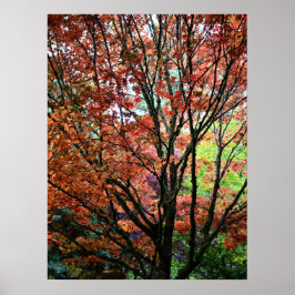 Poster Folhas Coloridas de Outono de Árvore de Maple