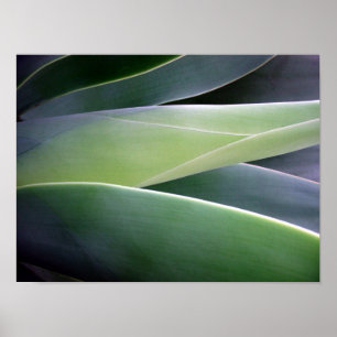 Poster Folhas da agave
