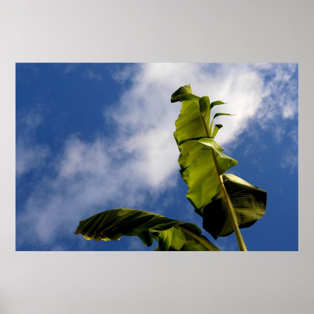 Poster Folhas da árvore da banana (Frente)
